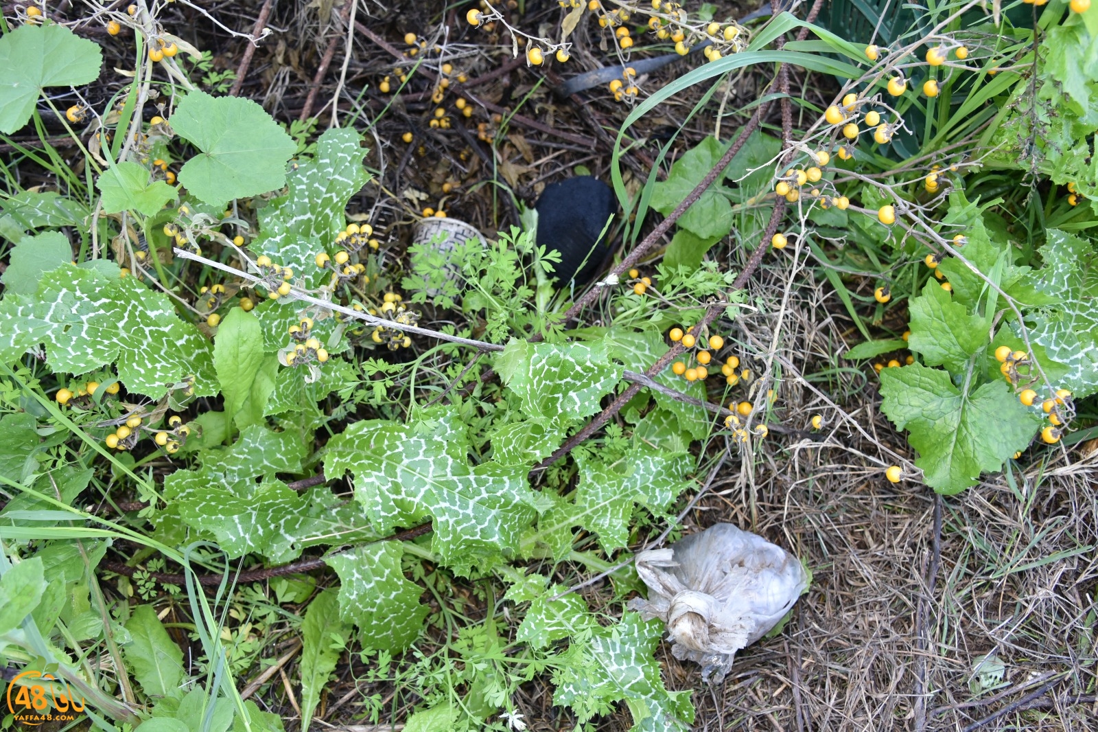 poliCe hamla lud 3 (7).jpg